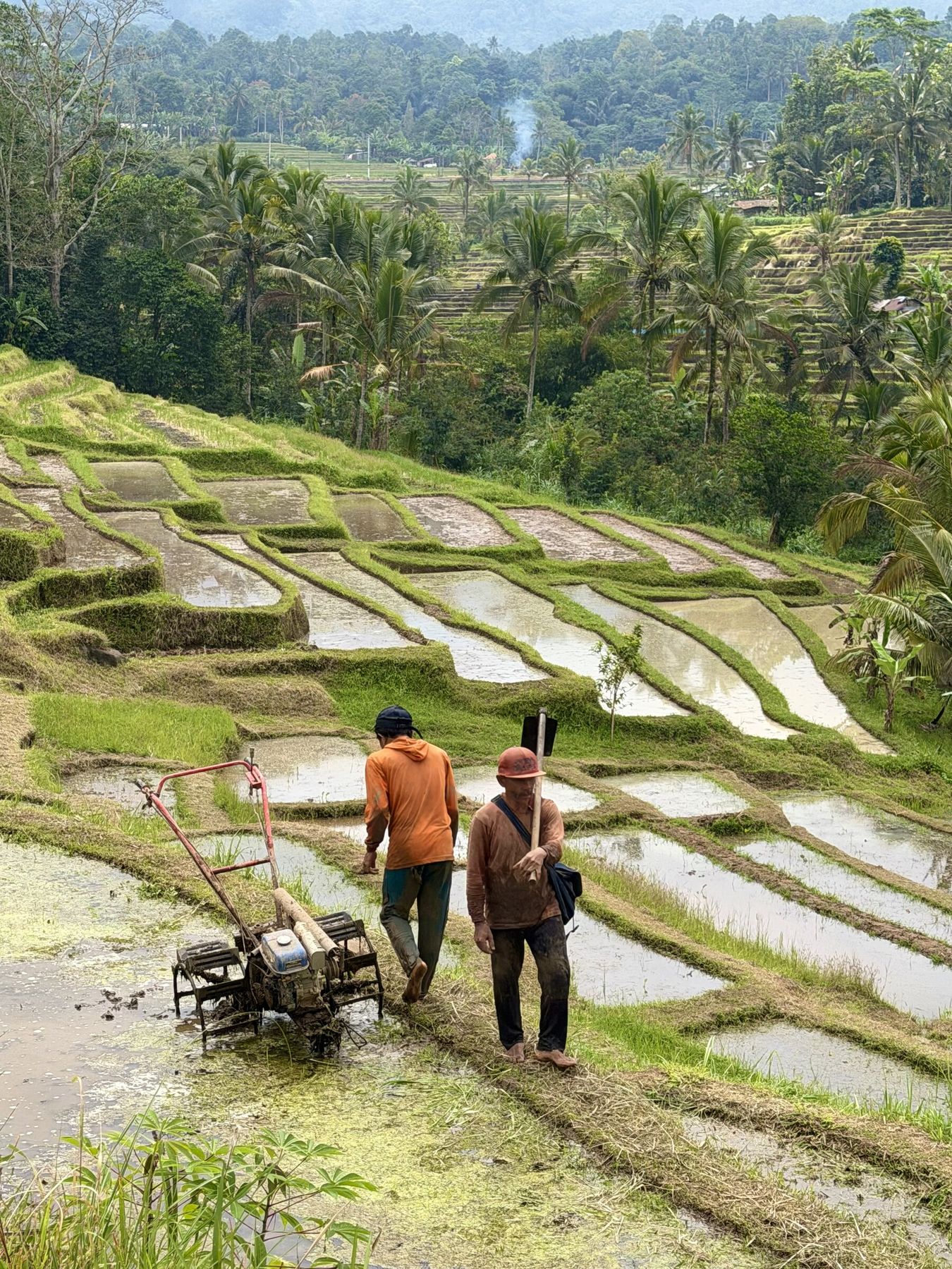 Rice farmer working the fields